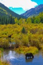 Moose in the Conundrum Creek Colorado