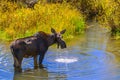 Moose in the Conundrum Creek Colorado