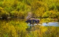 Moose in the Conundrum Creek Colorado