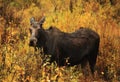 Moose Cow in Big Sky, Montana Royalty Free Stock Photo