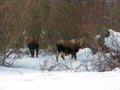 Moose cow and calf Royalty Free Stock Photo