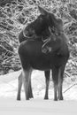 Moose Cow and Calf Royalty Free Stock Photo