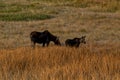 Moose cow and calf eating together in open field Royalty Free Stock Photo