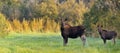 Moose cow with calf Royalty Free Stock Photo