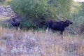 Moose Cow & Calf - Idaho Royalty Free Stock Photo