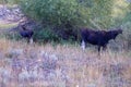 Moose Cow & Calf - Idaho Royalty Free Stock Photo