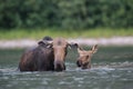 Moose Cow and calf feeding water plants in Pond in Glacier National Park in Montana,USA Royalty Free Stock Photo