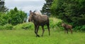 Moose cow and Calf Walking across meadow Royalty Free Stock Photo