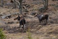 Moose cow and calf in the wild - Stock image Royalty Free Stock Photo