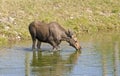 Moose cow drinking in pond Royalty Free Stock Photo