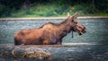 Moose Cow in Fishercap Lake in Glacier National Park Royalty Free Stock Photo