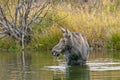 Moose Cow Feeding Alone in Small Pond