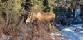 Moose cow during golden hour in Denali National Park in Alaska USA Royalty Free Stock Photo