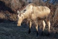 Moose cow during golden hour in Denali National Park in Alaska USA Royalty Free Stock Photo
