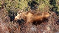 Moose cow during golden hour in Denali National Park in Alaska USA Royalty Free Stock Photo