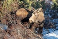 Moose cow during golden hour in Denali National Park in Alaska USA Royalty Free Stock Photo