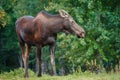 Moose cow in Kincaid park in Anchorage in Alaska Royalty Free Stock Photo