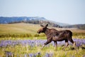 Moose cow on meadow