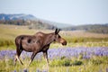 Moose cow on meadow Royalty Free Stock Photo