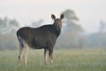 Moose cow Royalty Free Stock Photo