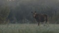 Moose cow in the morning Royalty Free Stock Photo