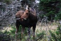 Moose Cow Munches On A Pine Branch Royalty Free Stock Photo