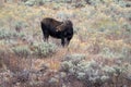 Moose cow in an open meadow Royalty Free Stock Photo