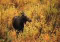 Moose Cow on a Rainy Morning Royalty Free Stock Photo