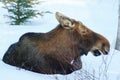 Moose Cow Resting Royalty Free Stock Photo
