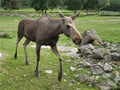 Moose cow in Scandinavia on a meadow. King of the forests in Sweden. Largest mammal Royalty Free Stock Photo