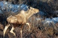 Moose cow walking during golden hour in Denali National Park in Alaska USA Royalty Free Stock Photo