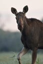 Moose cow walking in the meadow Royalty Free Stock Photo