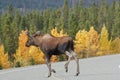 Moose croosing the alaska highway Royalty Free Stock Photo