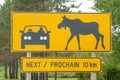 Moose crossing