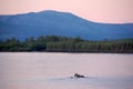 Moose crossing Kolyma river outback Russia Royalty Free Stock Photo