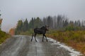 A Moose Crossing a Mountain Road Royalty Free Stock Photo