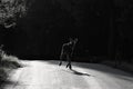 Moose crossing road at night