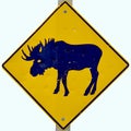 Moose crossing Royalty Free Stock Photo