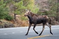 Moose crossing road Royalty Free Stock Photo