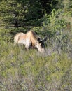 Moose at Denali National Park Royalty Free Stock Photo