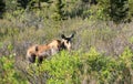 Moose at Denali National Park Royalty Free Stock Photo