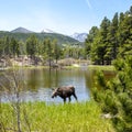 A moose drinking from a lake in the Rocky Mountain National Park, with a pine forest and distant blue green mountains