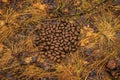 Moose droppings in the woods on ground.
