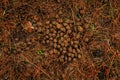 Moose droppings in the woods on round. Royalty Free Stock Photo