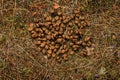 Moose droppings in the woods on round. Royalty Free Stock Photo