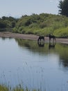 Moose at the drybeds Lewisville Idaho