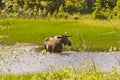Moose eating in a pond