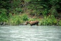 Moose on the river Alaska Royalty Free Stock Photo