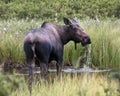 Moose eating