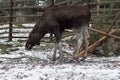 Moose eating tree bark in elk farm. Wild life in swedish nature park Skansen, Stockholm, Sweden